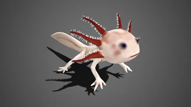 六角蝾螈  体表细腻光滑  淡粉色斑纹  呆萌可爱  红色鳍状突起  扇形尾鳍