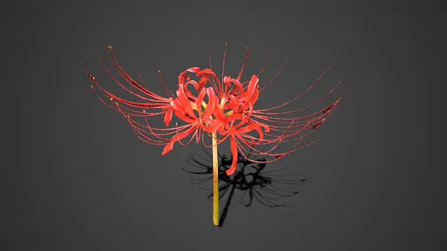 写实  红色彼岸花  曼珠沙华  形态妖冶  花瓣卷曲  自然