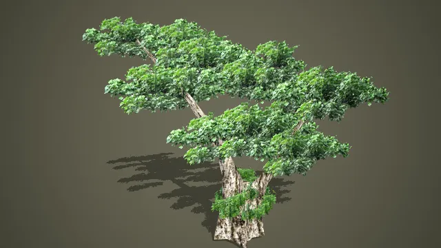 低模造型古柏 3D 模型 游戏场景中式景观树木素材