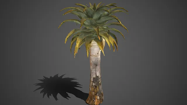 树状芦荟  大型植株  枯树皮纹理  植物模型  热带风格  景观装饰