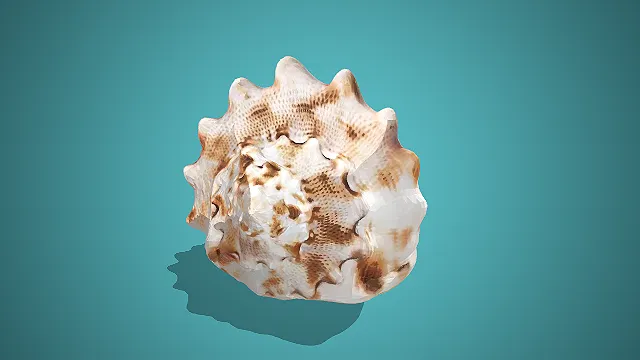 白褐斑纹带尖棘海螺贝壳 3D 模型