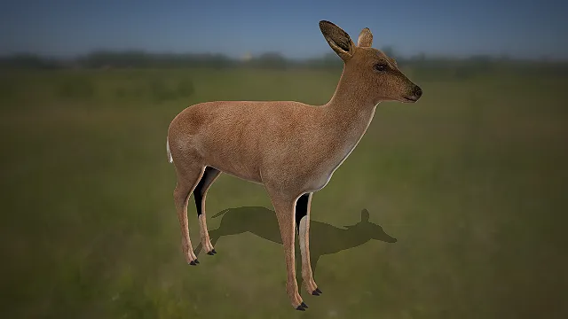 写实狍子  红棕色皮毛  四足食草动物  动物园场景