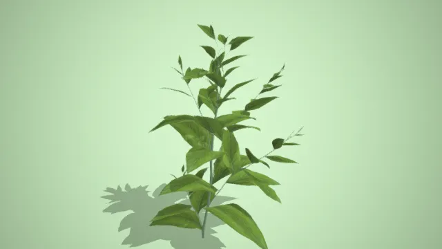 烟草  植物  农作物  经济作物  未开花