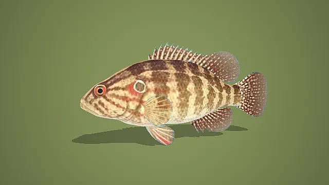 写实风斑纹石斑鱼 3D 模型