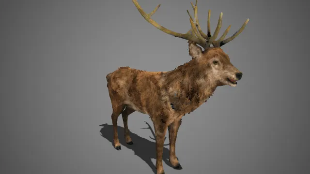 写实风格  野生雄鹿  多枝角  神态温和  生态类场景  自然题材