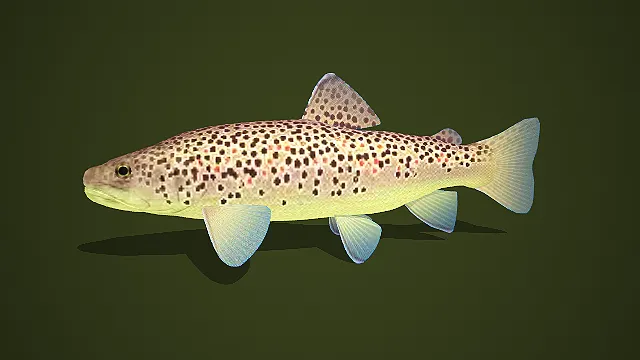 写实风黄底彩斑鳟鱼 3D 模型
