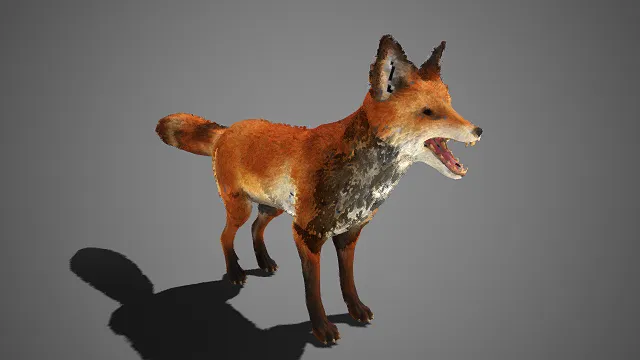 赤狐  橙褐蓬松鬃毛  肌理粗糙  四肢利爪紧绷  狐类  动物形象