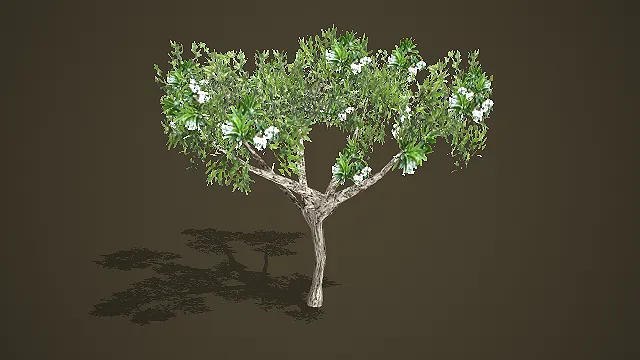 写实开花阔叶树 3D 模型 游戏场景绿化景观树木素材