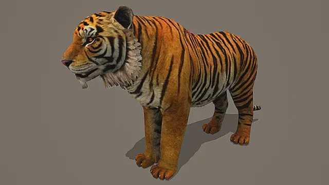 超写实猛兽生物素材老虎3D模型