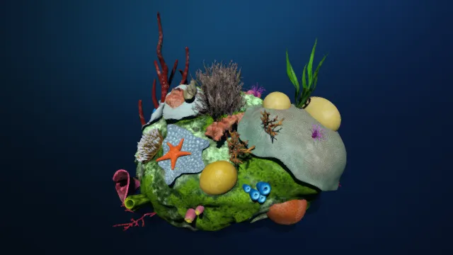 珊瑚  海洋生物  海洋植物  海星  海草