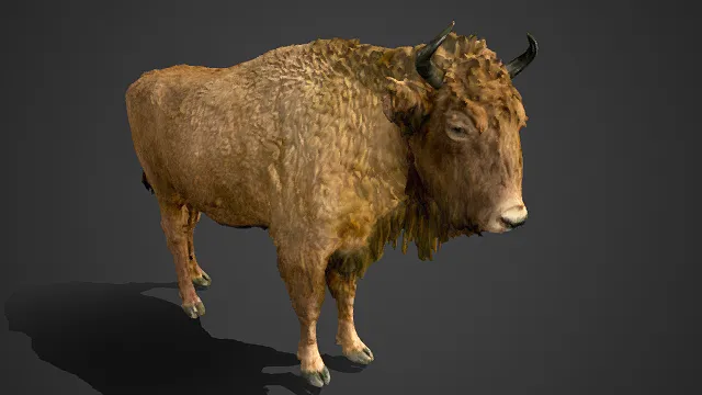 写实  北美野牛  厚糙皮毛  壮硕  生物特征  食草动物  自然 