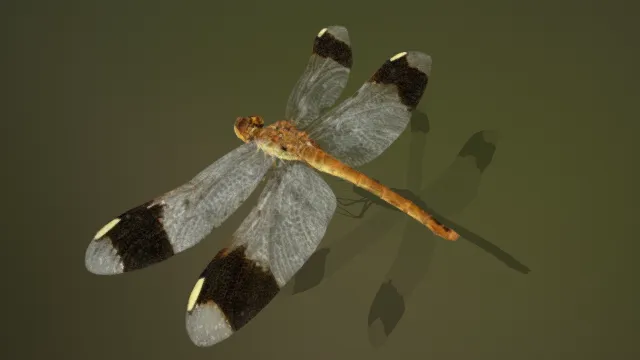 飞行昆虫动物  蜻蜓  写实