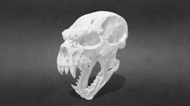 人猿 猩猩 猴子 头骨化石stl.stl