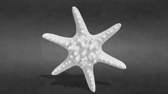 3D打印 海洋动物 有角海星
