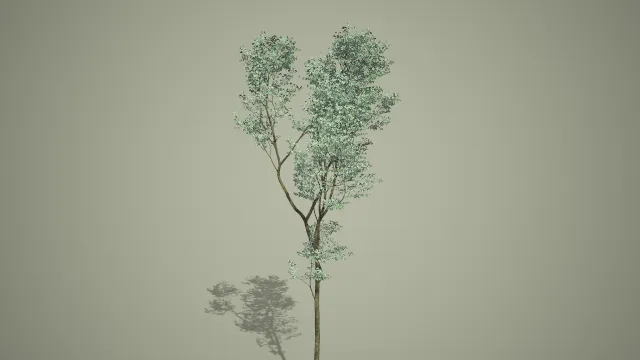 双主枝白色花序修长细干观赏树写实植物 3D 模型