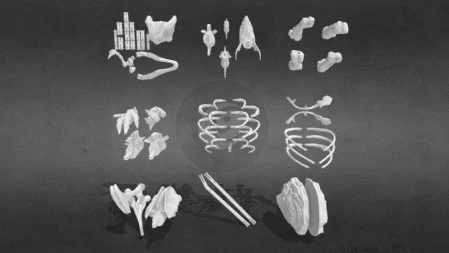 霸王龙骨架_拼装版
