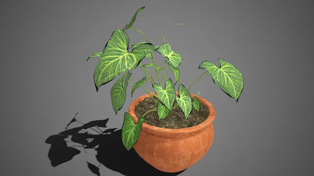 盆栽  心形植株叶片  热带观叶植物  红陶材质花盆  清新自然  装饰性  