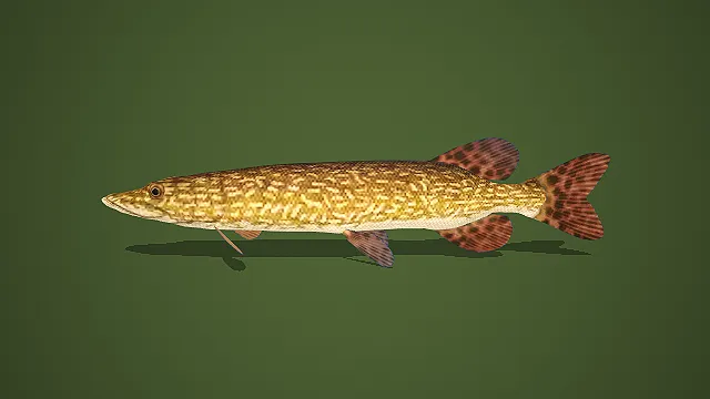写实风浅褐斑纹淡水鲈鱼 3D 模型