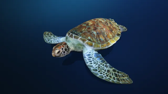 海龟  乌龟  动物  骨骼  动画  深海生物  游泳