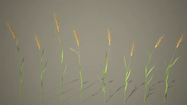 小麦  粮食  农作物  植物