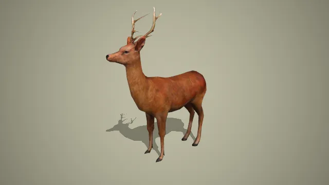 分叉鹿角的写实梅花鹿野生动物 3D 模型
