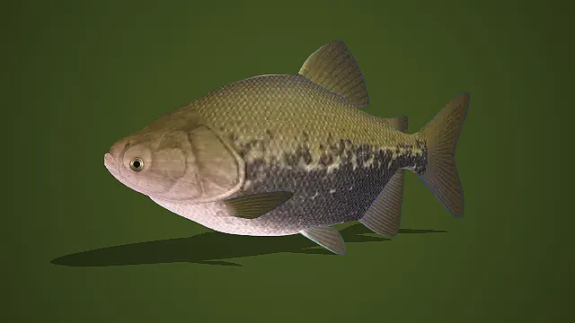 写实风灰白带斑圆身淡水鱼 3D 模型