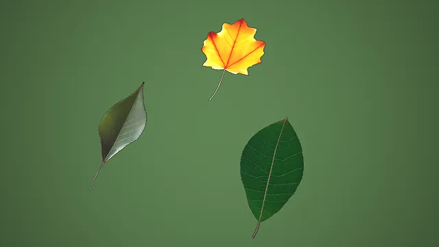 三款不同形态夏秋叶片组合 3D 自然场景装饰模型