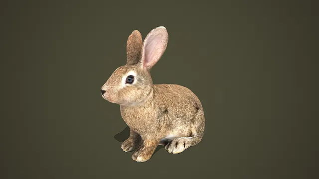 写实风格坐姿野兔 3D 模型