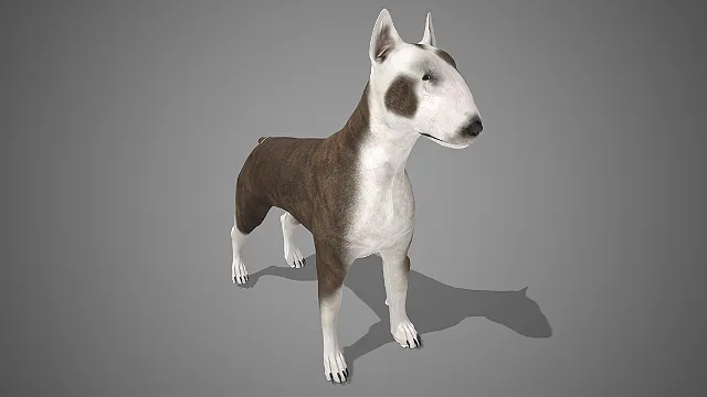 牛头梗  写实犬类  白棕双色斑纹  肌肉紧凑