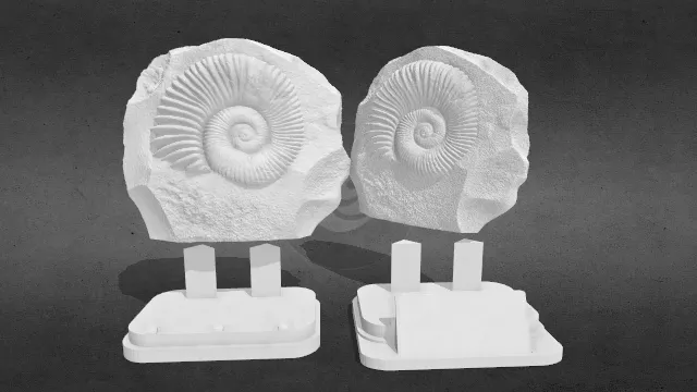历史博物馆 菊石化石 菊石超目obj.obj