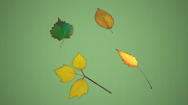 四款不同形态夏秋渐变叶片组合 3D 自然场景装饰模型