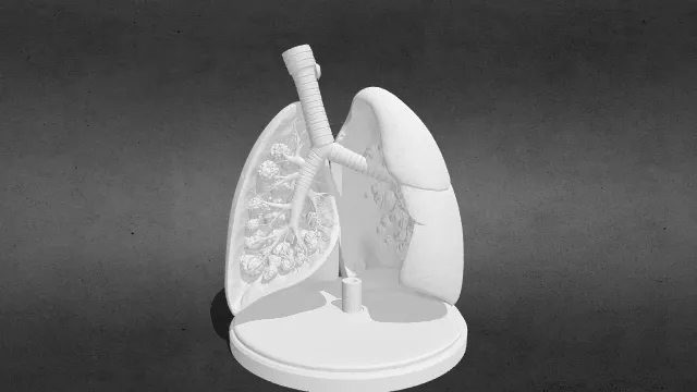 解剖学肺部stl.stl