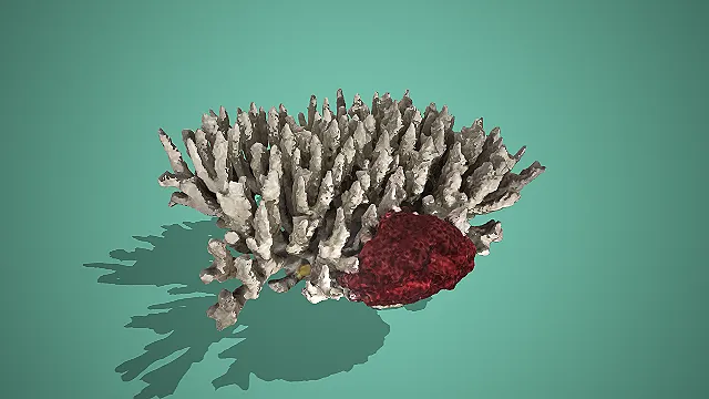 灰白枝状配深红多孔海洋珊瑚 3D 模型