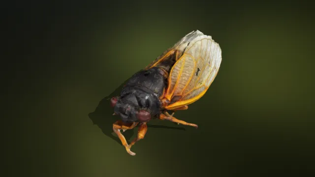 蝉  树枝动物  昆虫