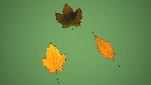 三款不同形态秋季落叶组合 3D 自然场景装饰模型