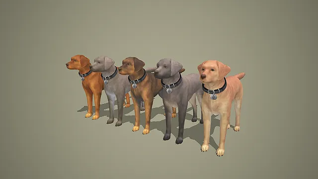 多色拉布拉多成犬带项圈 3D 模型 中型宠物犬角色素材合集