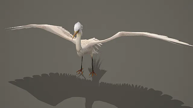 超写实水鸟生物素材白鹭3D模型 