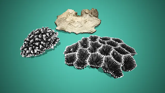 多纹理灰白系海洋珊瑚组合 3D 模型