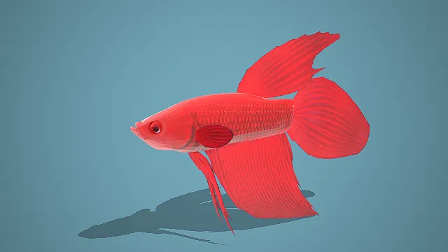 写实风全红长尾斗鱼 3D 模型