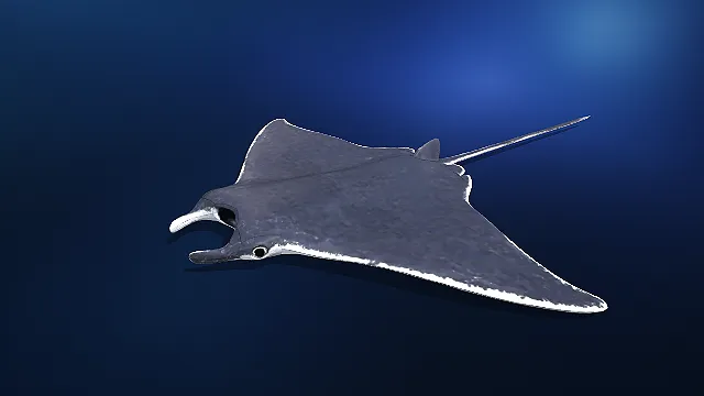 写实风蓝灰宽鳍魟鱼 3D 模型