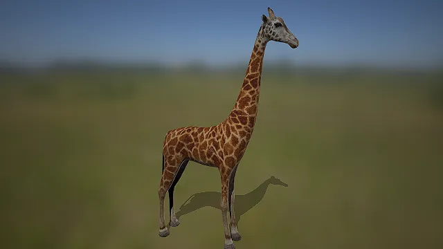 写实长颈鹿  非洲草原动物  四足食草动物  修长脖颈