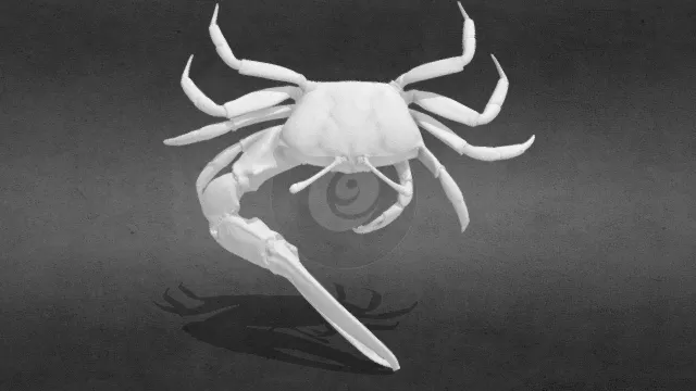 3D打印 写实动物 螃蟹 招潮蟹