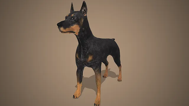 杜宾犬  写实工作犬  立耳短尾  冷峻机敏