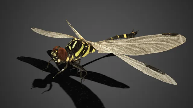 写实  蜻蜓  黑黄纹  透明翅  昆虫  