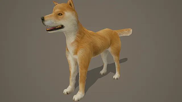 超写实宠物生物素材柴犬3D模型 