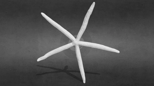 3D打印 海洋动物 海星 蓝海星