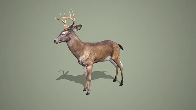 多叉鹿角白尾鹿写实森林野生动物 3D 模型