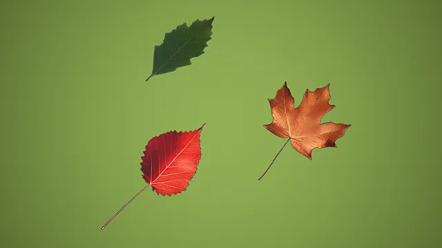 三款不同形态秋夏叶片组合 3D 自然场景装饰模型