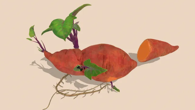 长芽长根的甜薯和半块被切下的甜薯蔬菜食物