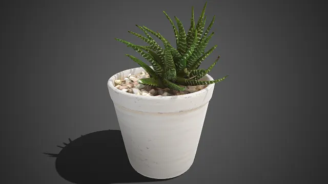 多肉盆栽  十二卷多肉  叶片尖长  白陶盆  碎石装饰  生活气息  绿植摆件